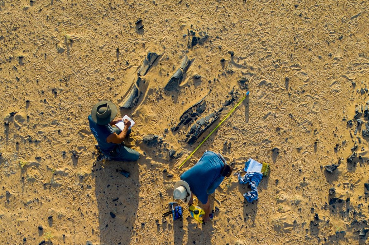 Paleontology in the Sahara Desert is not for the faint-hearted, but as soon as Paul Sereno and Dan Vidal reached Jenguebi and they were examining sauropod bones eroding out of the surface Paleontology in the Sahara Desert is not for the faint-hearted, but as soon as Paul Sereno and Dan Vidal reached Jenguebi and they were examining sauropod bones eroding out of the surface